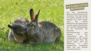 _Borkum Kaninchen Eine Reise durch die Welt der Kaninchenrassen und ihre Besonderheiten